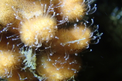 Zanclea