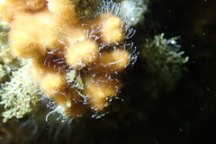 Zanclea