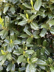 Ilex opaca