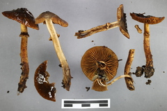 Cortinarius majestaticus