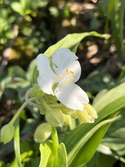Tradescantia ozarkana