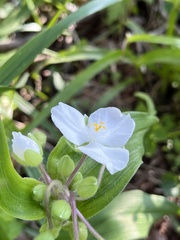 Tradescantia ozarkana