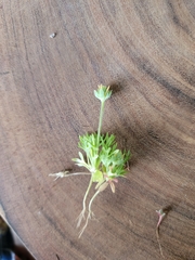 Ceratocephala testiculata