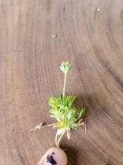 Ceratocephala testiculata