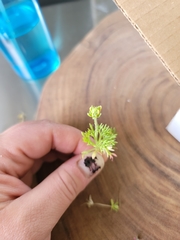 Ceratocephala testiculata