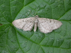 Eupithecia intricata