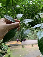 Psychotria leiocarpa
