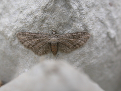 Eupithecia haworthiata