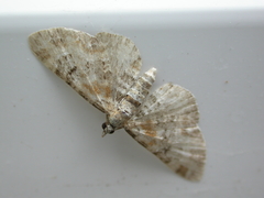 Eupithecia pulchellata