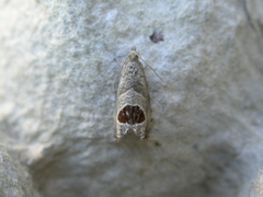 Notocelia uddmanniana