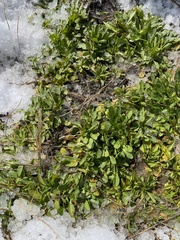Thlaspi arvense