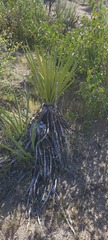Yucca schidigera