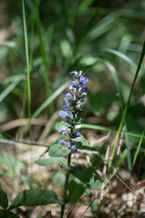 Ajuga genevensis