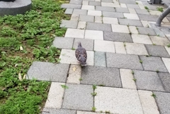 Streptopelia orientalis