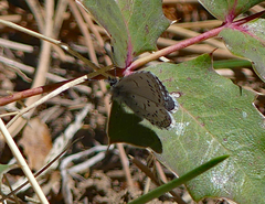 Celastrina echo sidara