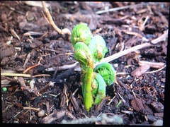 Matteuccia struthiopteris