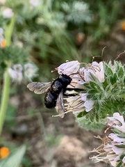 Xylocopa tabaniformis