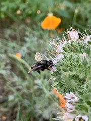 Xylocopa tabaniformis