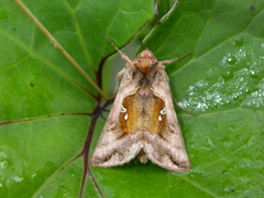 Autographa jota