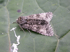 Acronicta megacephala