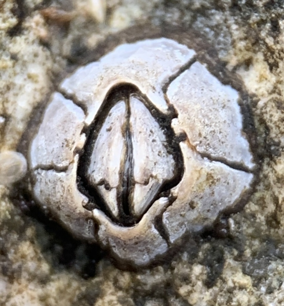 Photo of a Fragile Barnacle