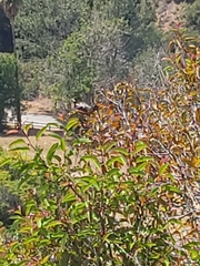 Pipilo maculatus clementae