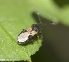 Blissus leucopterus