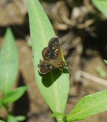 Piruna penaea