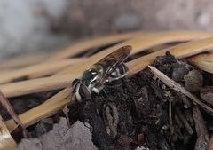 Copestylum tamaulipanum