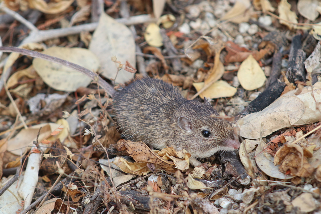 Spiny Pocket Mouse