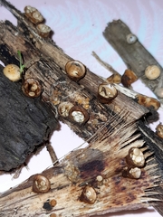 Fungi
