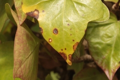 Colletotrichum trichellum