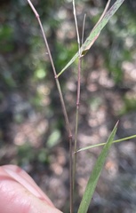 Dichanthelium patentifolium