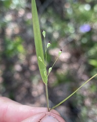 Dichanthelium patentifolium