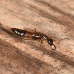 Meronera venustula