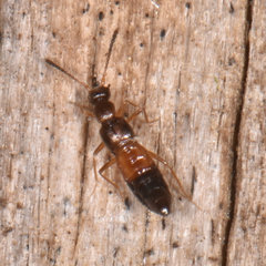 Meronera venustula