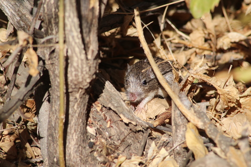 Dalquest's Pocket Mouse