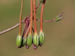 Erodium laciniatum