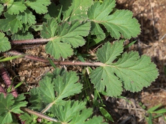 Erodium laciniatum