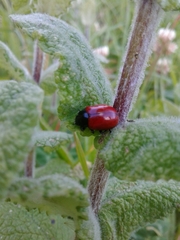 Chrysolina lucida