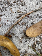 Pseudomethoca oculata