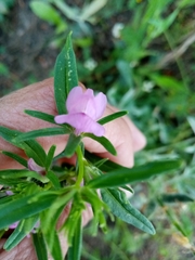 Misopates
