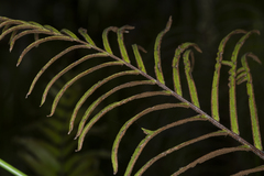 Blechnum camfieldii