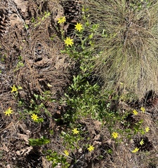 Berlandiera subacaulis