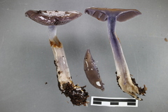 Cortinarius taylorianus