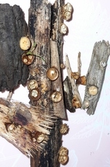 Fungi