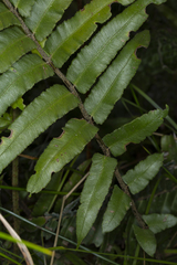 Blechnum camfieldii