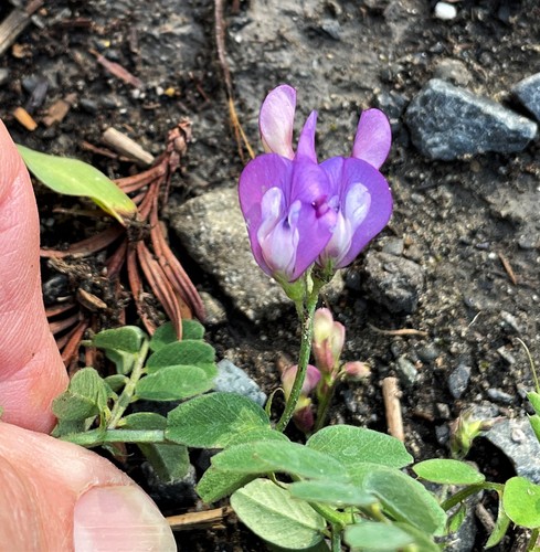 Image of Lathyrus nevadensis by (c) Roger Raiche, some rights reserved (CC BY)