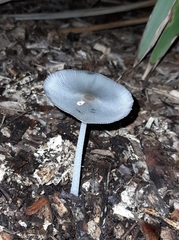 Lanatulae