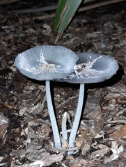 Lanatulae